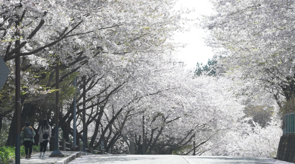 알레르기 뉴스